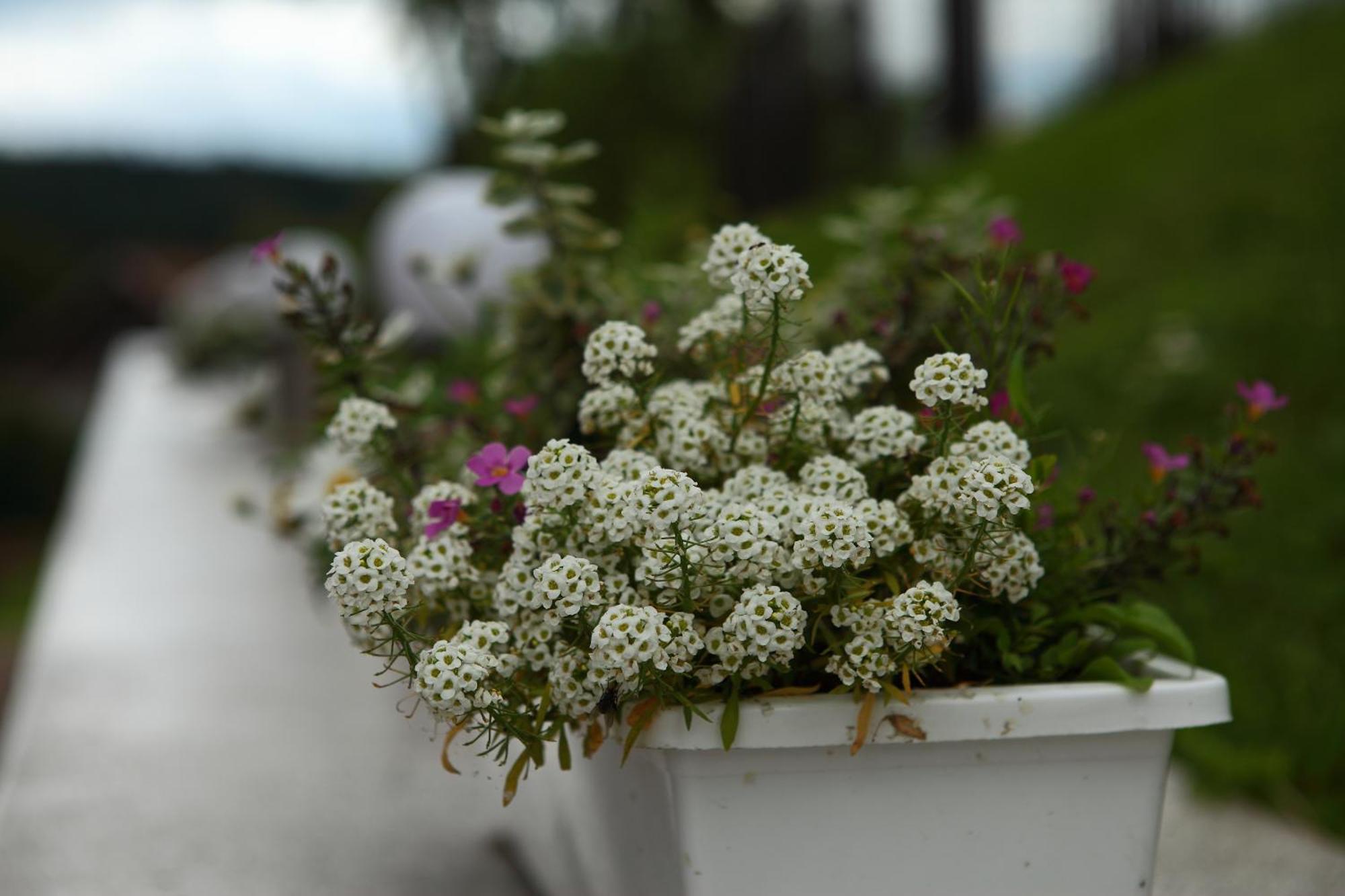 Favar Carpathians Skhidnytsia Exterior foto